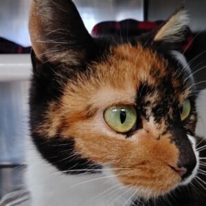 Jersey City Adoptable Pets_ Meet Bastet and More