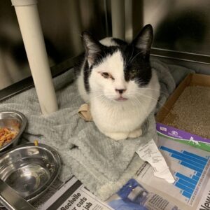 Jersey City Adoptable Pets_ Meet Bastet and More