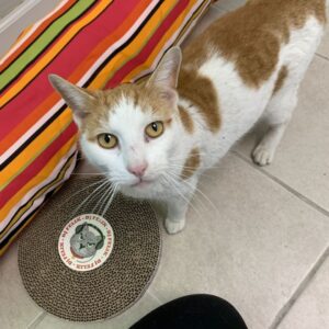 Jersey City Adoptable Pets_ Meet Bastet and More