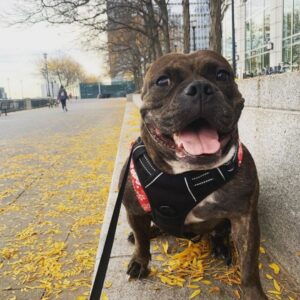 Jersey City Adoptable Pets_ Meet Bastet and More