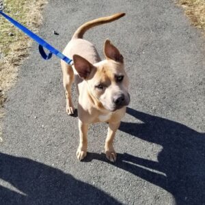 Jersey City Adoptable Pets_ Meet Bastet and More