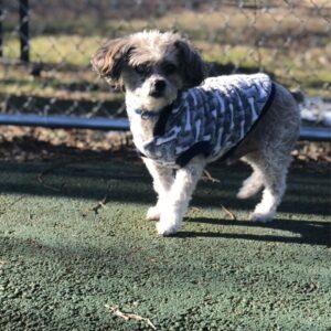 Jersey City Adoptable Pets_ Meet Bastet and More