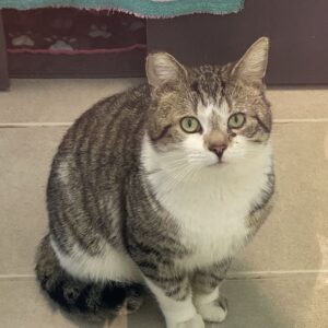 Jersey City Adoptable Pets_ Meet Bastet and More