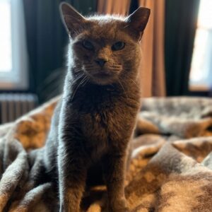 Jersey City Adoptable Pets_ Meet Bastet and More