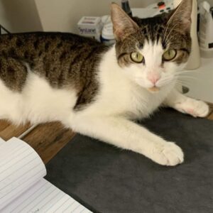 Jersey City Adoptable Pets_ Meet Bastet and More