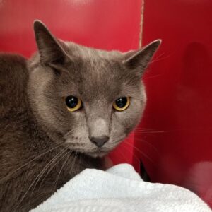 Jersey City Adoptable Pets_ Meet Bastet and More