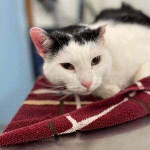 Jersey City Adoptable Pets_ Meet Bastet and More