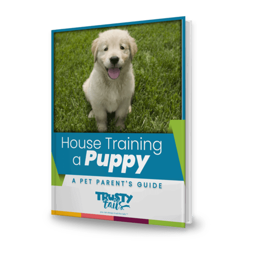 How to House Train a Puppy