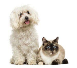 Cat and dog pet services