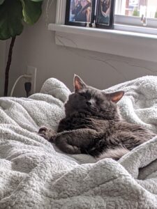 maggie rose studio - cat