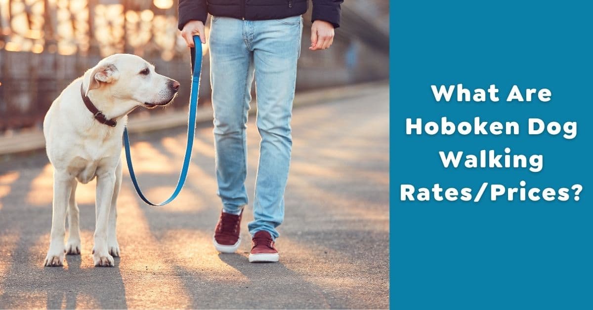 What Are Hoboken Dog Walking Rates_Prices_