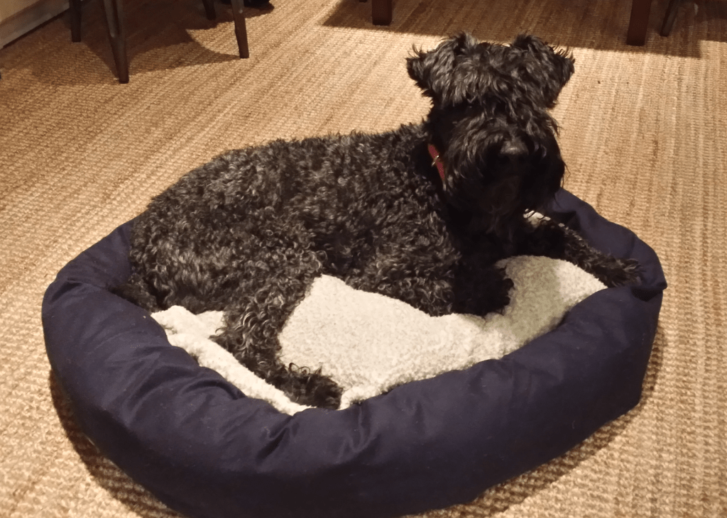 a black dog in a blue bed