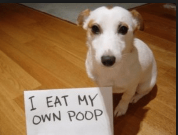 a dog with a funny message