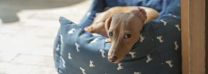 pet sitting vs. boarding
