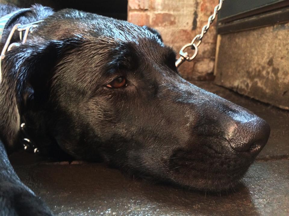 a dog after a bath