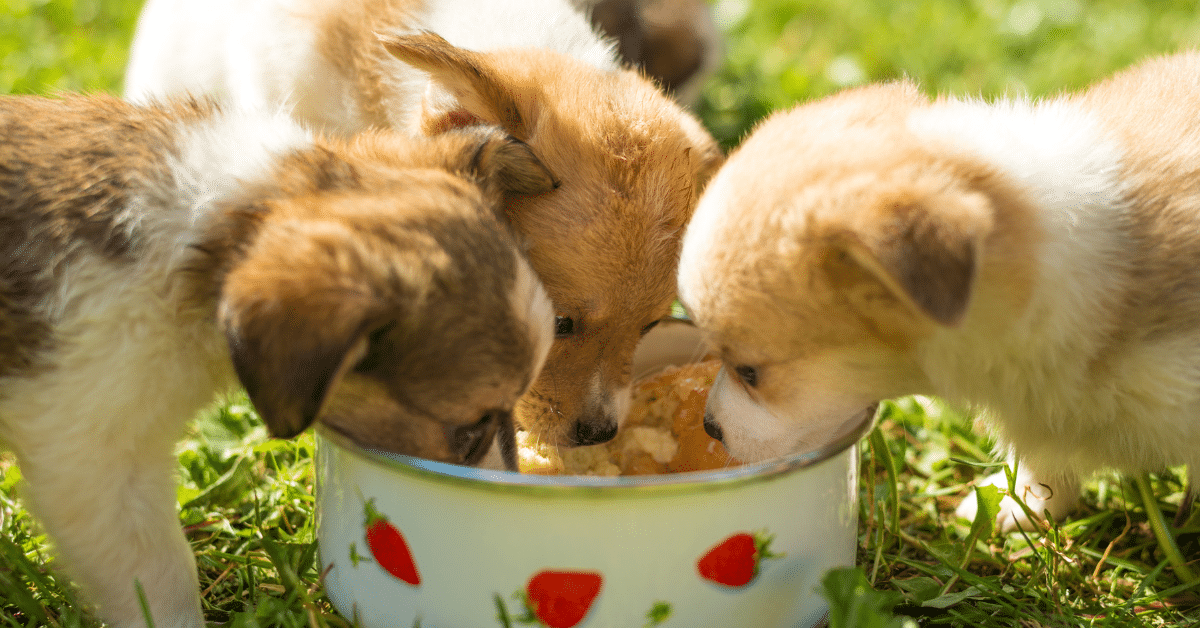 tips-for-feeding-puppy