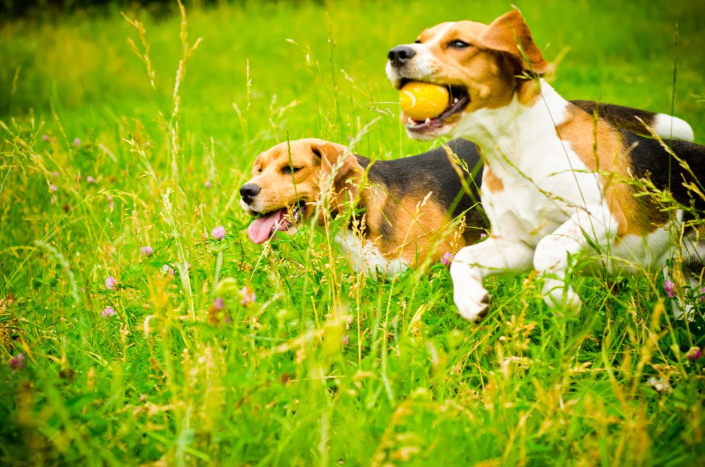 two dogs running in a park