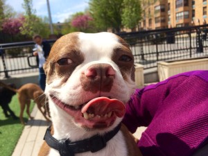 Mugs-Dog