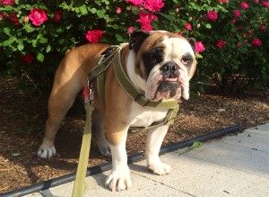 Stanley-English-Bulldog1-300x219.jpg