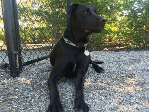 Wally-Black Lab