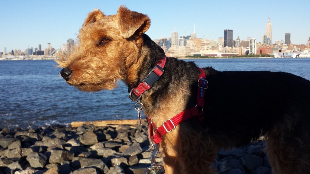 Woof Welsh Terrier