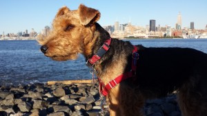 Woof-Welsh Terrier