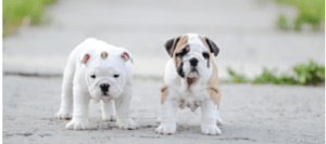 two puppies on the road