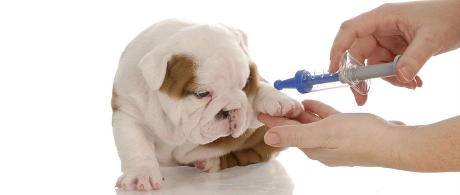 puppy receiving a vaccine