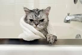 cat taking a bath