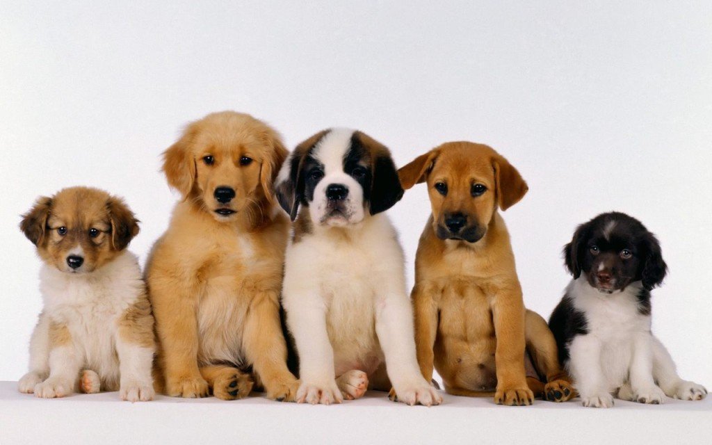 five puppies on a white background