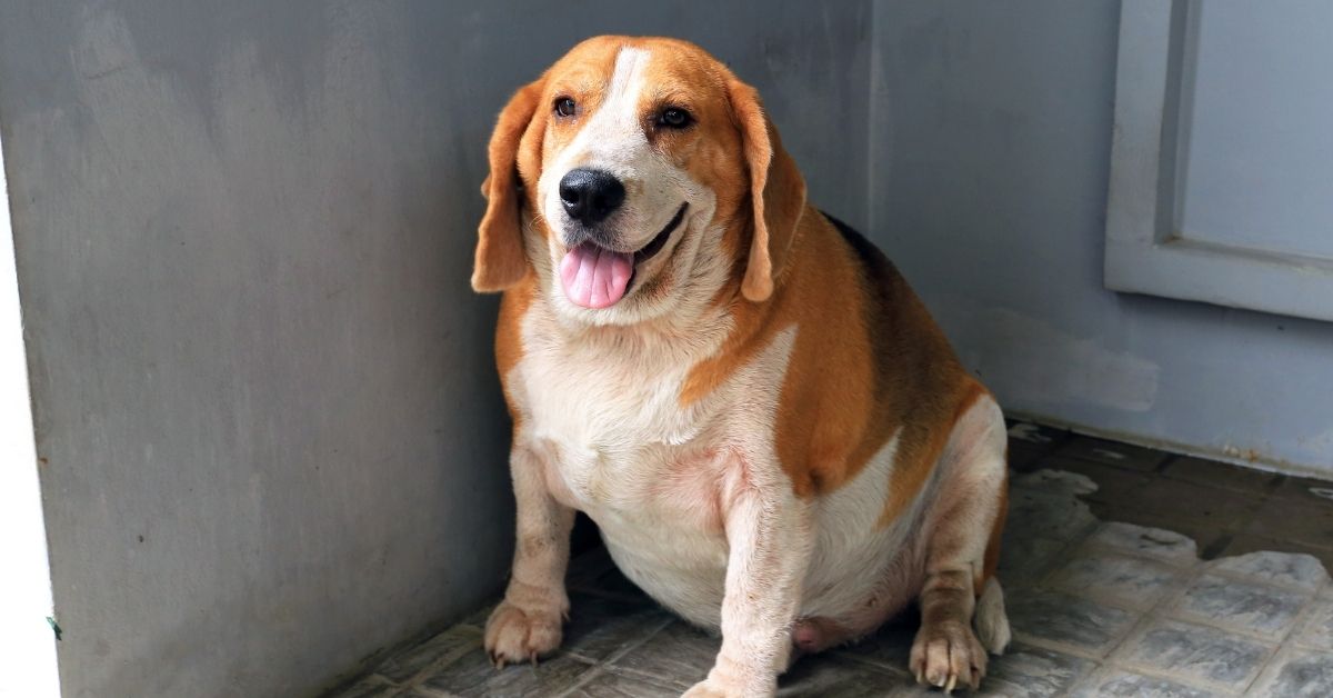 4 Easy Steps to Help Your Pet Loose Weight