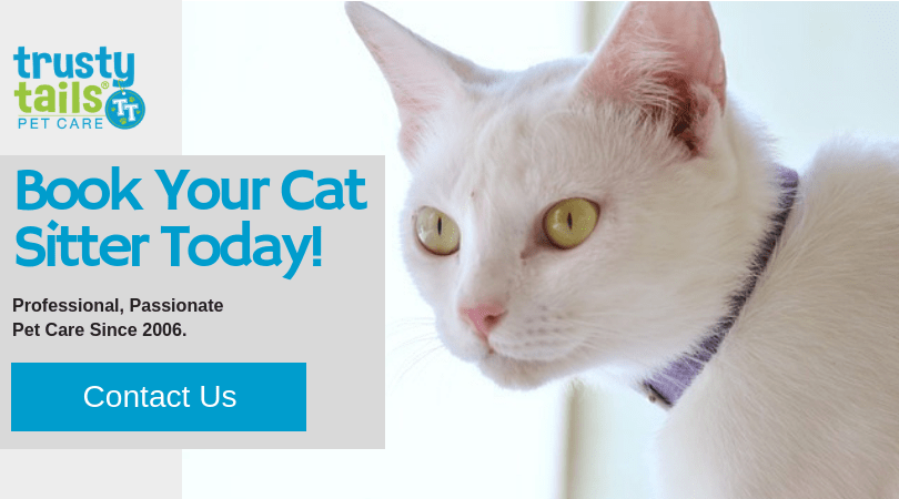 Book Your Cat Sitter
