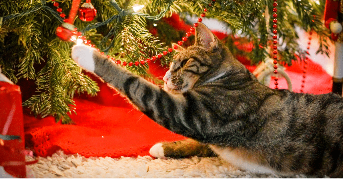 Kitten Christmas List