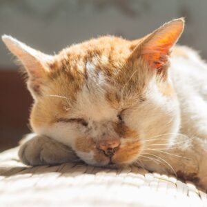 10 Tips to Help Your Pet Age Gracefully (1)