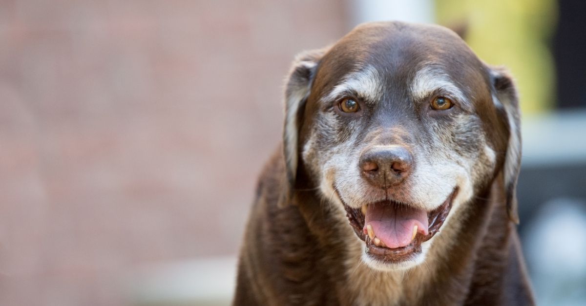 10 Tips to Help Your Pet Age Gracefully