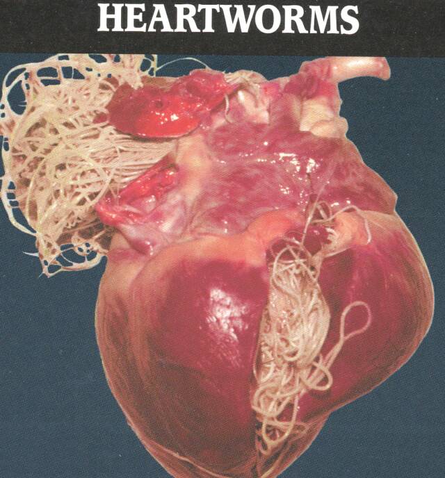 Heartworms