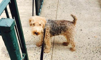 a dog on a leash by the green fence