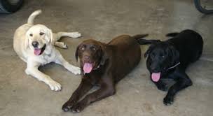 three Labrador retrievers