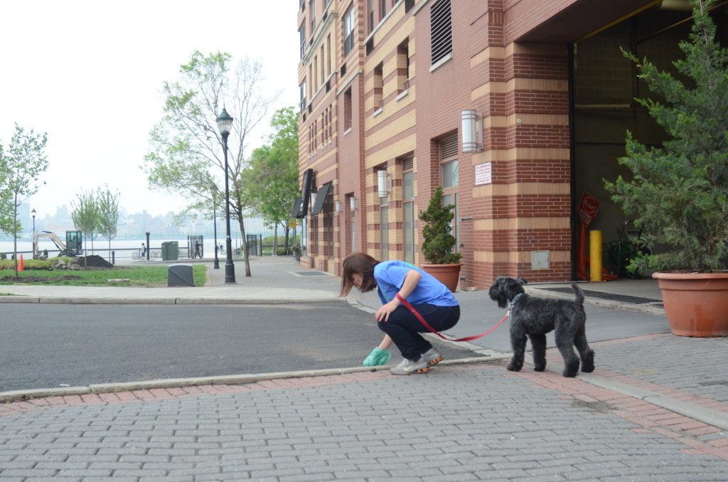 dog owner picking up dog waste