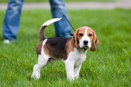 a puppy in the grass