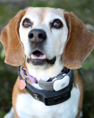 High Tech Accessories to Track Your Pet While Walking