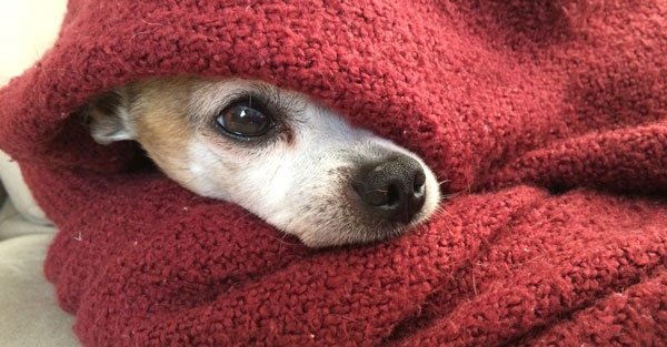 chihuahua blanket