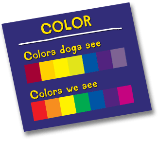 colors dogs see