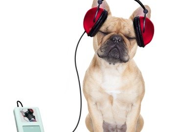 dog with headphones