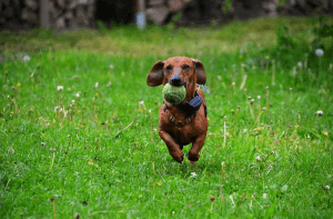 running dog