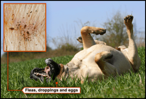 2015-06-15_fleaeggs-300x205.png