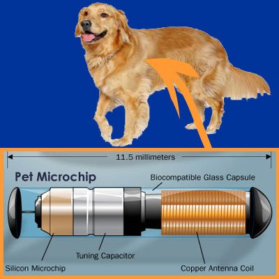 Microchip