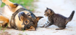 dog and cat in grass