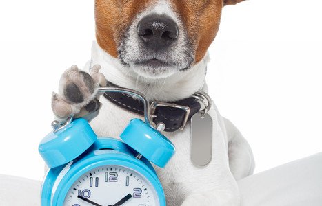 dog and clock