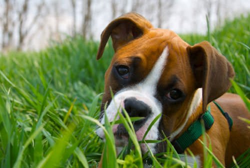 dog in grass